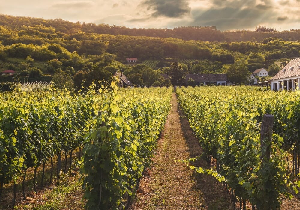 terreno in vigna